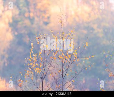 A misty autumn morning in Thorpe woods, Norwich, Norfolk xiii autumn colour silver birch. Thorpe woods, November 2022 Stock Photo