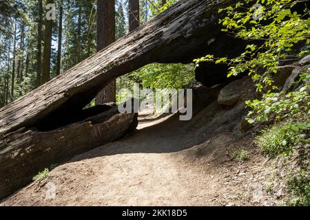 Fallen Sequoia Over Hiking Trail with Tunnel Underneath in Sequoia National Park Stock Photo