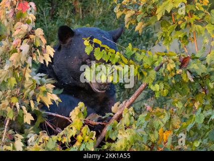 American Black Bear (Ursus americanus) head shot looking out from tall brush growth Stock Photo