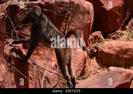 African baboon monkey ape wild red sand and stones Stock Photo