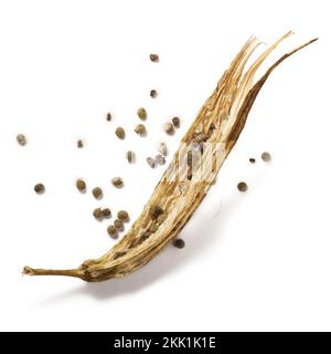 harvesting seeds from dried okra or okro pod, also known as ladies' fingers, using dry vegetable to harvest seeds, isolated on white background Stock Photo