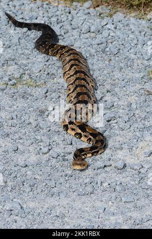 Timber Rattlesnake, Canebrake Rattlesnake, or Banded Rattlesnake (Crotalus horridus) on gravel road Stock Photo