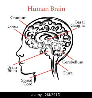 HUMAN BRAIN OUTLINE General Layout Chart Of Partitions Of The Human Brain With Explanatory Text For Students Of Medical School Hand Drawing Vector Stock Vector