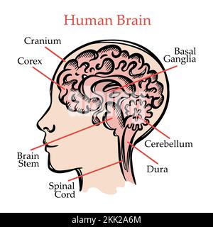 HUMAN BRAIN SCHEME General Layout Chart Of Partitions Of The Human Brain With Explanatory Text For Medical Education Of Students Vector Illustration Stock Vector