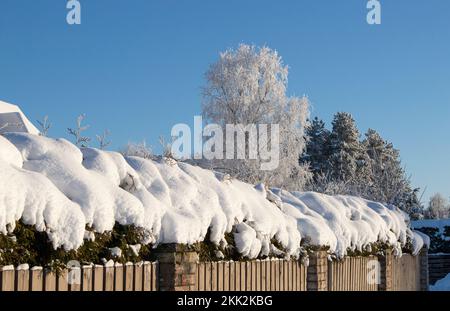 Thick layer of snow on Thuja occidentalis northern white-cedar hedge in winter in home garden on sunny day. Stock Photo
