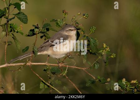 A northern mockingbird perched. Stock Photo