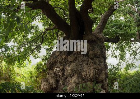 Massive pollarded oak tree, Quercus robur, one of the oldest in England probably over 800 years isolated amongst ferns and mainly bracken Stock Photo