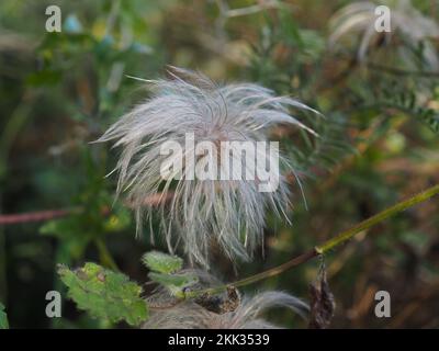 Seedhead of Clematis "Bill MacKenzie" Stock Photo