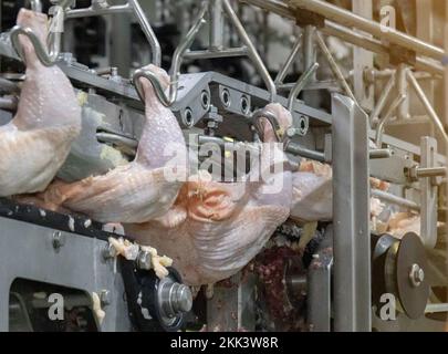 Whole chicken production line .Automated production line cut a half in ...