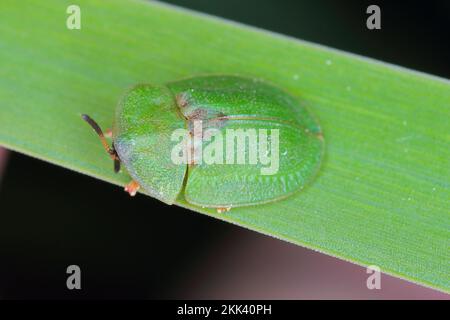 Green Tortoise Beetle - Cassida viridis. A beetle on a grass leaf. Stock Photo