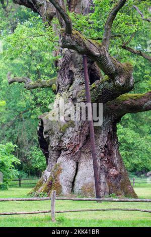 Old oak tree, Quercus, Rogalin, Poland. Stock Photo