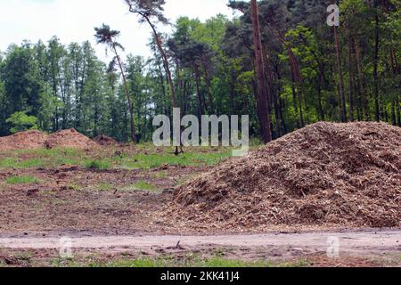 Forests, wood chipped into sawdust to be burned in a power generating station. Stock Photo