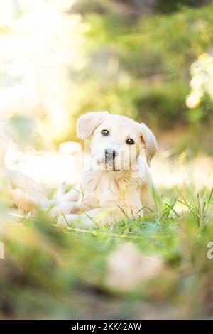 Golden Retriever Labrador Puppy eating trash litter by human sad Stock Photo