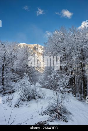 Vogel, Slovenia - Beautiful winter forest landscape at Vogel, Slovenia with sunny mountain and clear blue sky at background Stock Photo
