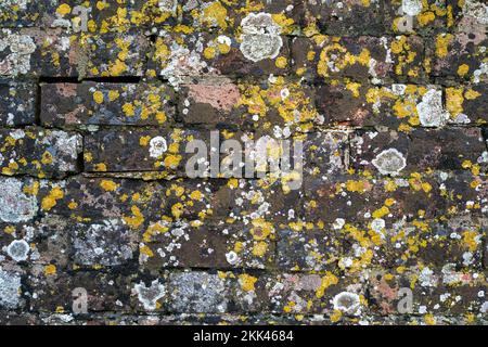 Background of old red bricks with areas of moss and saxicolous, crustose varieties of grey and yellow lichen, Xanthoria parietina. Stock Photo