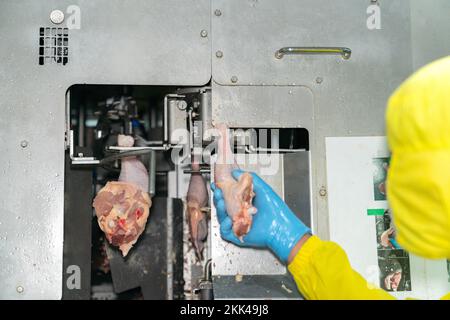 Hand hold chicken leg loading  to automate remove bone machine in poultry factory. Stock Photo