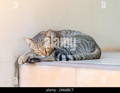 Cat sleep on front of house in the afternoon. Stock Photo