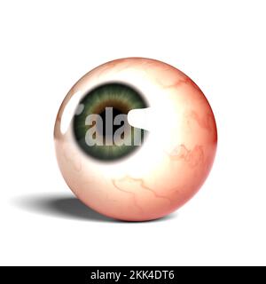 Side view of realistic human eyeball isolated on wihte background, 3D rendering Stock Photo