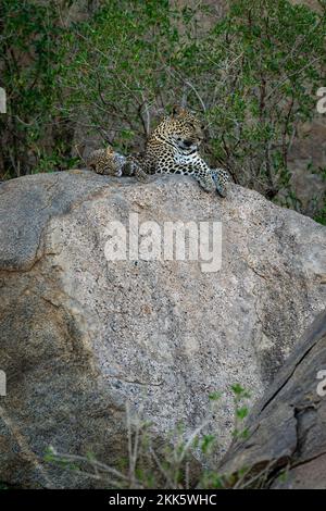Leopard lying on shady boulder with cub Stock Photo