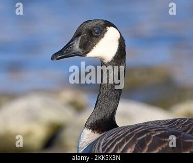 A Half Blind Canadian Goose I discovered on a big walk Stock Photo