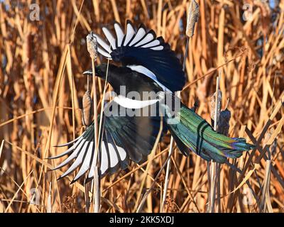 A Black-billed Magpie Flashing Color. Canada! Stock Photo