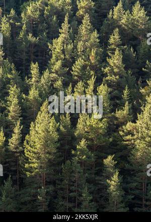 Scenic vertical landscape of pine forest on mountain slope in autumn morning light, Gincla, Aude, France Stock Photo