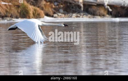 A Trumpeter Swan on the Bow River, Calgary AB Stock Photo