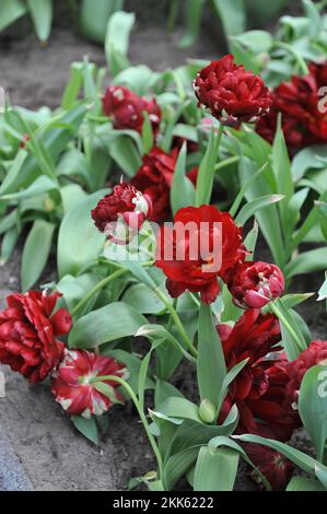 Dark red peony-flowered Double Late tulips (Tulipa) Uncle Tom bloom in a garden in April Stock Photo