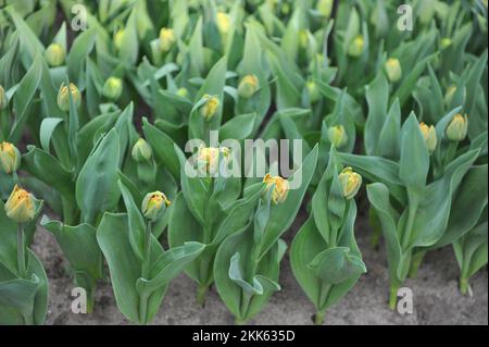 Orange peony-flowered Double Early tulips (Tulipa) Valdivia start to bloom in a garden in March Stock Photo