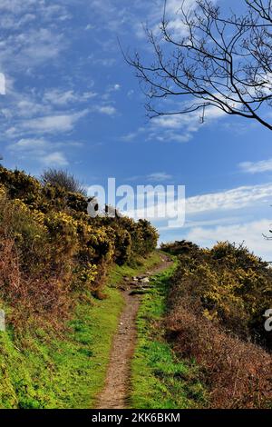 Gorse and blue sky along the South West Coast Path at Pudcombe Cove, South Devon. Stock Photo