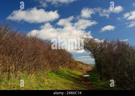 Windblown bushes along the South West Coast Path near Pudcombe Cove, South Devon. Stock Photo