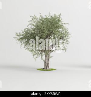 3d illustration of olive tree isolated on white background Stock Photo