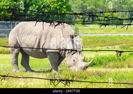 White rhino, rhinoceros walking on green grass behind barbed wire in a zoo Stock Photo