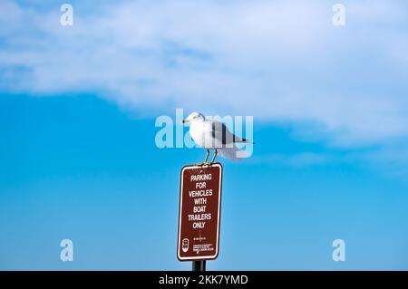 Seagull perched on sign. Stock Photo