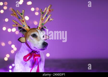 Funny dog in deer costume with antlers, sparkling garland in a dark room, masquerade. Festive concept of Merry Christmas and New Year Stock Photo