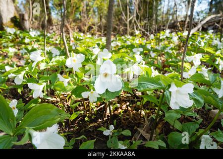 A forest floor covered in springtime Trillium flowers Stock Photo