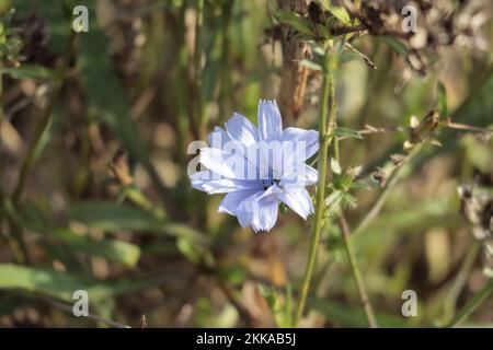 Close up of a chicory flower in a field Stock Photo