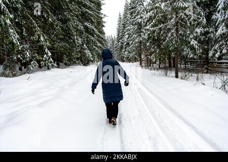 Moldovita, Romania, 2021-12-30. A person is walking on a snowy path in the middle of giant conifers. Stock Photo