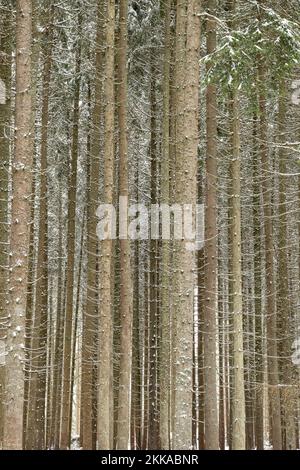 Moldovita, Romania, 2021-12-30. Landscape of snow-covered conifer trunks. Stock Photo