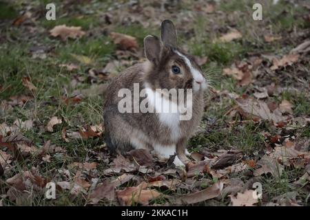 Domestic rabbit on a meadow with autumn leaves Stock Photo