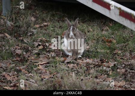 Domestic rabbit on a meadow with autumnal leaves photographed in front Stock Photo