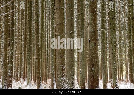 Moldovita, Romania, 2021-12-30. Landscape of snow-covered conifer trunks. Stock Photo