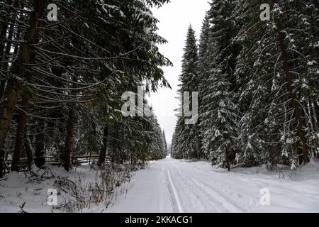 Moldovita, Romania, 2021-12-30. Path through a landscape of snow-covered conifers. Stock Photo