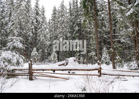 Moldovita, Romania, 2021-12-30. Snow-covered coniferous landscape. Stock Photo
