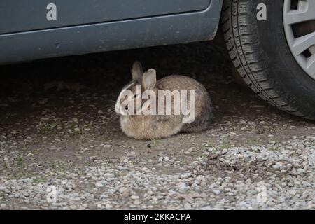 Sleepy domestic rabbit resting under a car Stock Photo