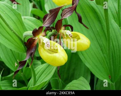 A pair of Lady's Slipper (Cypripedium calceolus) in the protected nature area, Schaffhausen, Switzerland Stock Photo