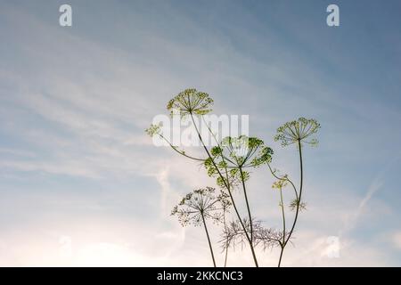 Umbrellas of dill branches against blue sky. Colorful sunset background in summer evening. High quality photo Stock Photo