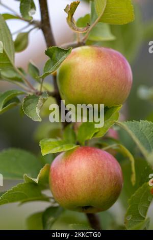 A vertical shot of malus apples on a tree branch Stock Photo