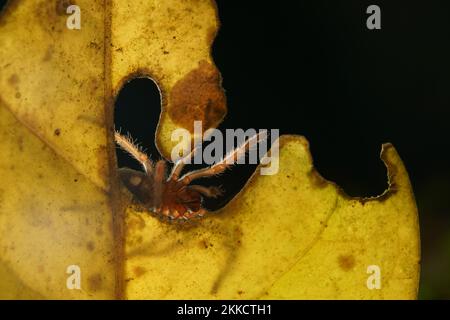 A beautiful closeup of Mexican fire leg tarantula on a yellow leaf isolated on black background Stock Photo