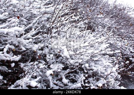 Snow on the branches of bushes after a snowfall. Beautiful winter background with snow-covered branches. Plants in the winter forest. Stock Photo